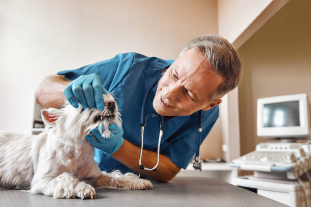 Best Pediatric Emergency Dentist in Cecil Bishop, PA